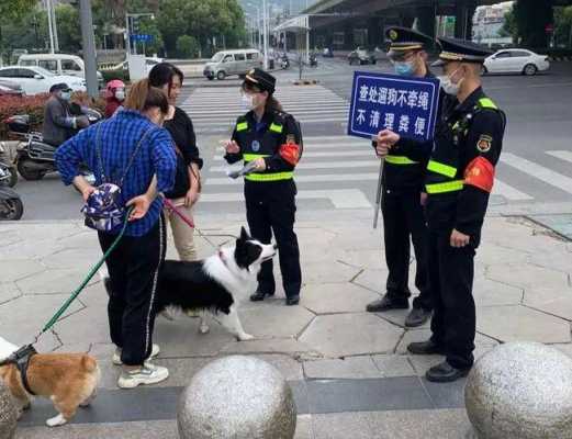 威海疫情期间遛狗罚单怎么交（威海遛狗时间）