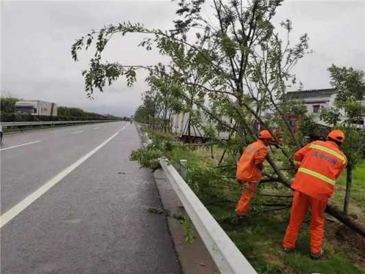 高速路两侧树木赔偿（高速公路两侧栽树怎样补偿?）