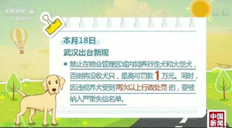 狗狗限行（限狗令是什么）